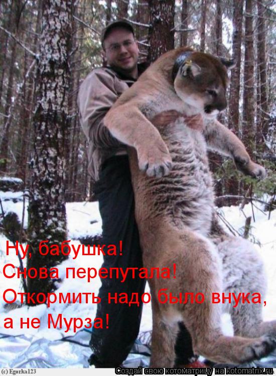 Котоматрица: Ну, бабушка!  Снова перепутала! Откормить надо было внука, а не Мурза!