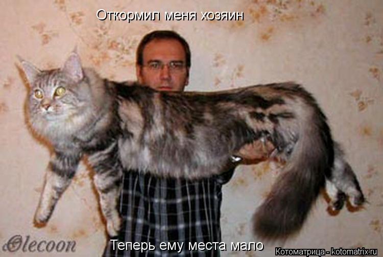 Откормил меня хозяин Теперь ему места мало... Котоматрица: Откормил меня хозяин Теперь ему места мало