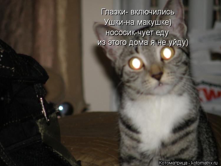 Глазки- включились Ушки-на макушке) нососик-чует еду из этого дома я не уйду)... Котоматрица: Глазки- включились Ушки-на макушке) нососик-чует еду из этого дома я не уйду)