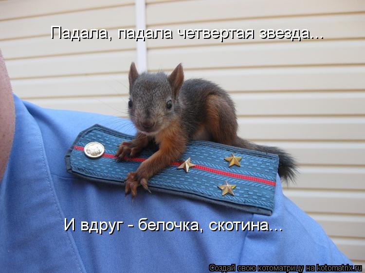 Котоматрица: Падала, падала четвертая звезда... И вдруг - белочка, скотина...