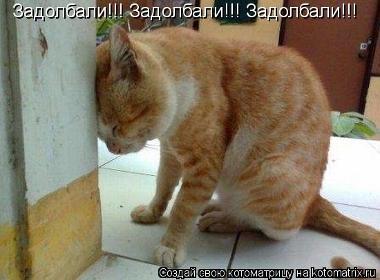 Котоматрица: Задолбали!!! Задолбали!!! Задолбали!!!