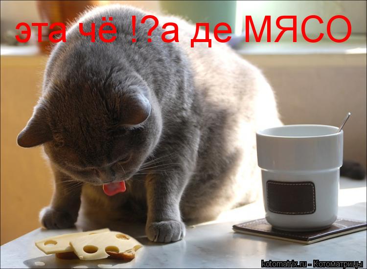 Котоматрица: эта чё !?а де МЯСО