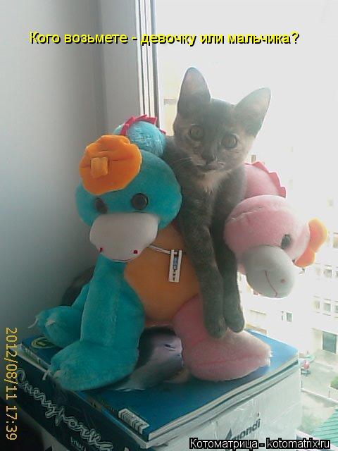 Котоматрица: Кого возьмете - девочку или мальчика?