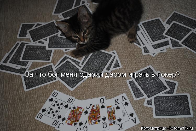 Котоматрица: За что бог меня одарил даром играть в покер?