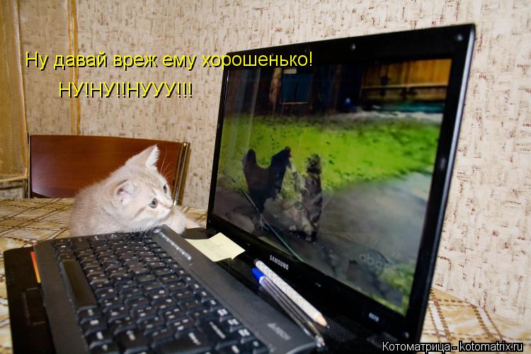 Котоматрица: Ну давай вреж ему хорошенько! НУ!НУ!!НУУУ!!!