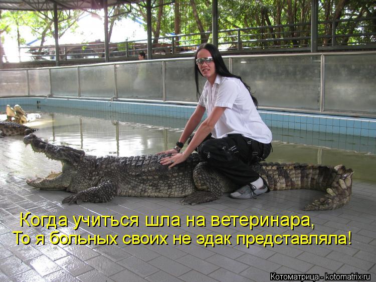 Котоматрица: Когда учиться шла на ветеринара, То я больных своих не эдак представляла!