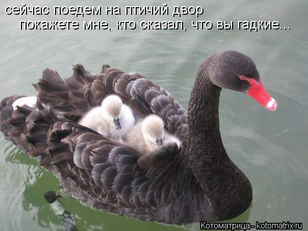 Котоматрица: сейчас поедем на птичий двор покажете мне, кто сказал, что вы гадкие...