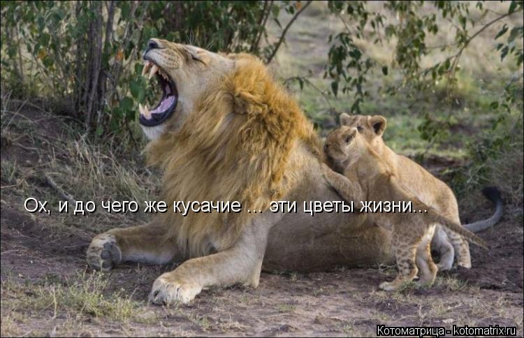 Котоматрица: Ох, и до чего же кусачие ... эти цветы жизни...