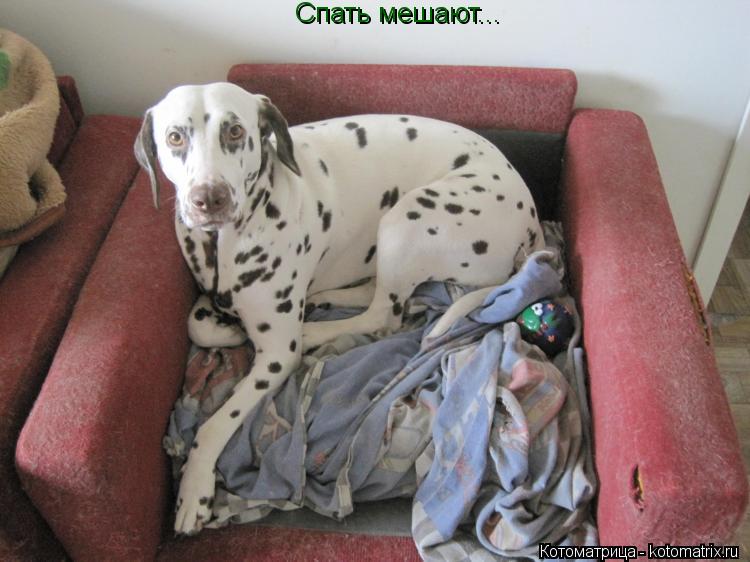 Спать мешают...... Котоматрица: Спать мешают...