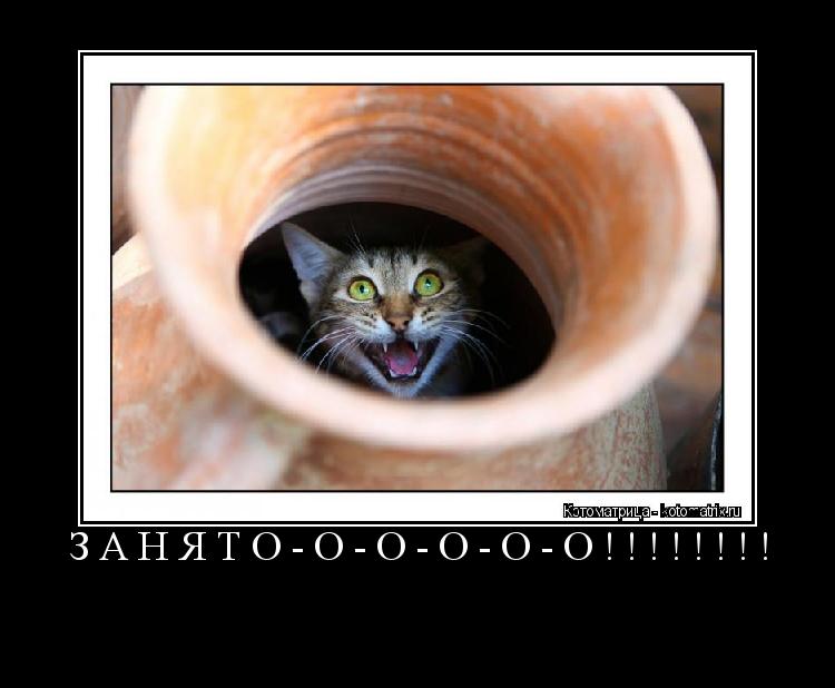 Котоматрица: ЗАНЯТО-О-О-О-О-О!!!!!!!! 