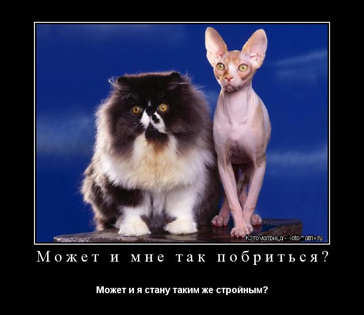 Котоматрица: Может и мне так побриться? Может и я стану таким же стройным?