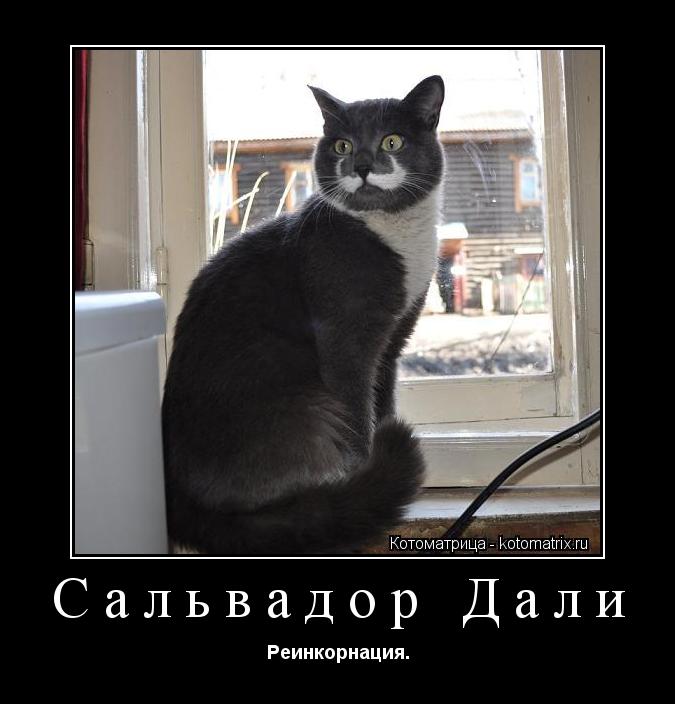 Котоматрица: Сальвадор Дали Реинкорнация.