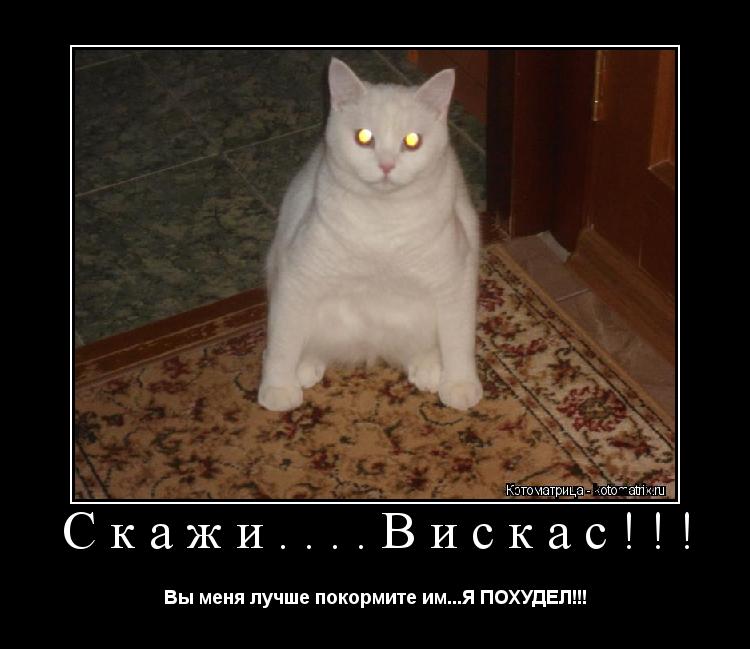 Котоматрица: Скажи....Вискас!!! Вы меня лучше покормите им...Я ПОХУДЕЛ!!!