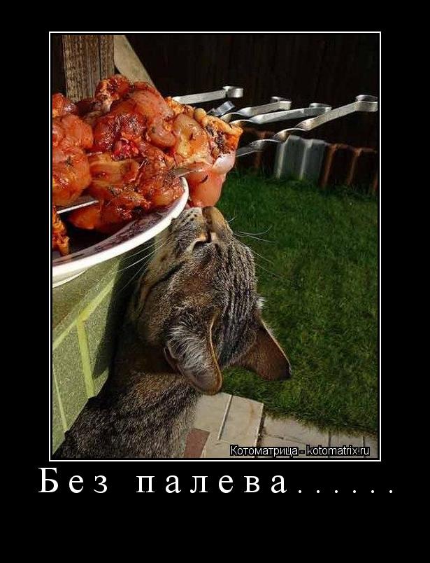 Котоматрица: Без палева...... 