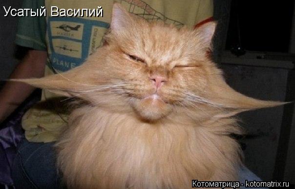 Котоматрица: Усатый Василий