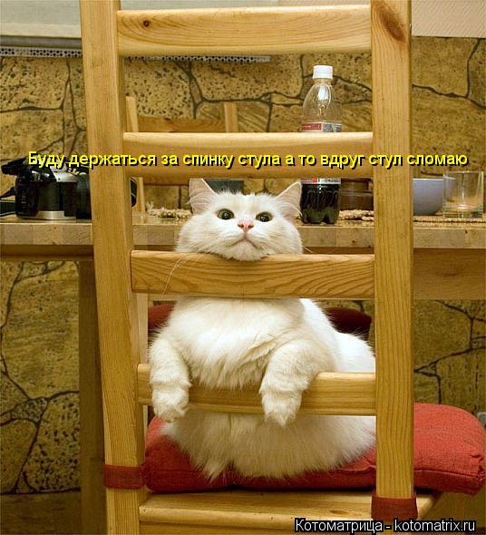 Котоматрица: Буду держаться за спинку стула а то вдруг стул сломаю