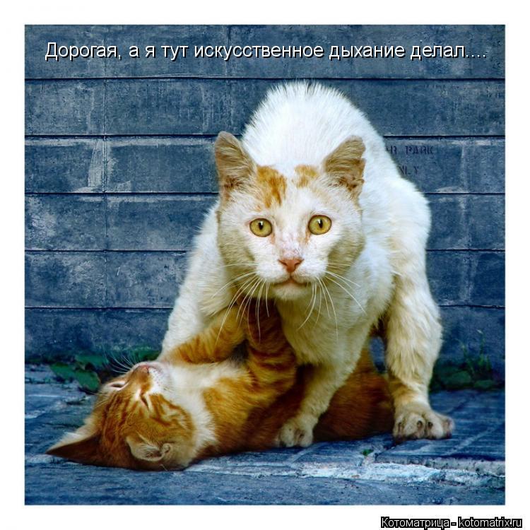 Котоматрица: Дорогая, а я тут искусственное дыхание делал....