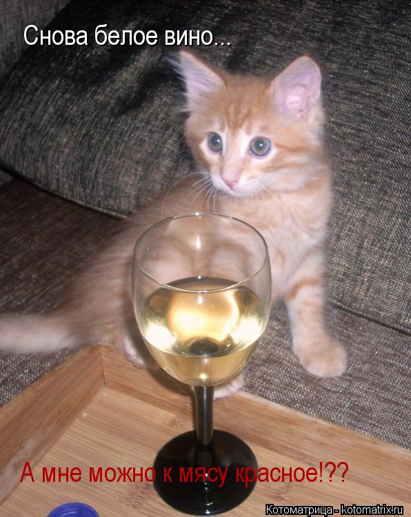 Снова белое вино... А мне можно к мясу красное!??... Котоматрица: Снова белое вино... А мне можно к мясу красное!??