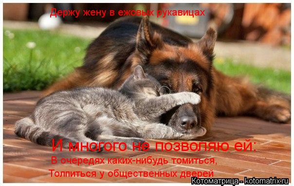 Котоматрица: Толпиться у общественных дверей В очередях каких-нибудь томиться,  Держу жену в ежовых рукавицах  И многого не позволяю ей: