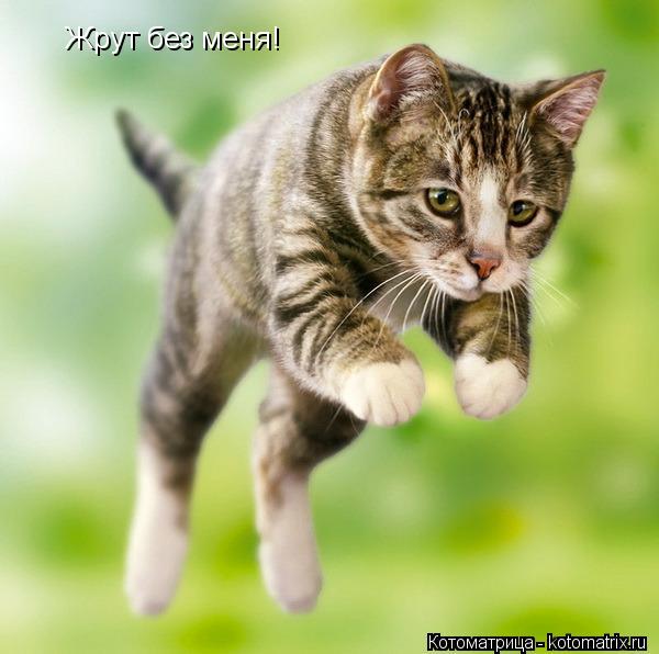 Котоматрица: Жрут без меня! Жрут без меня!