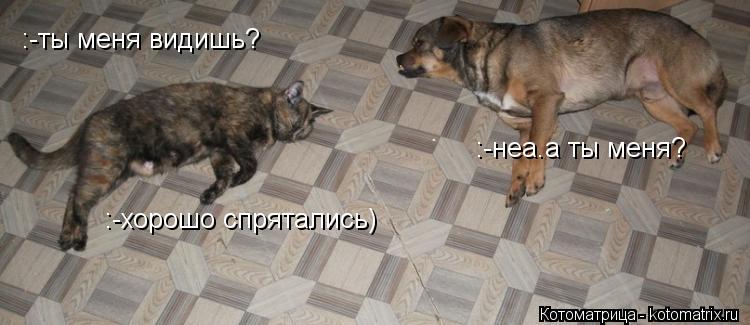 Котоматрица: :-ты меня видишь? :-неа.а ты меня? :-хорошо спрятались)