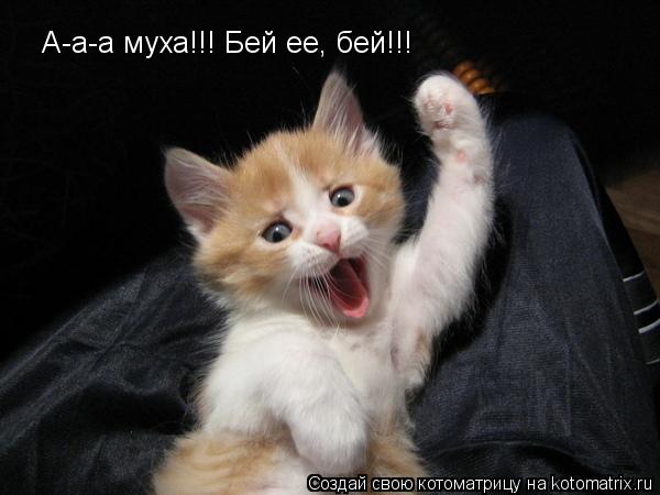 Котоматрица: А-а-а муха!!! Бей ее, бей!!!