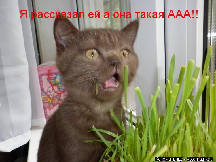 Котоматрица: Я рассказал ей а она такая ААА!!