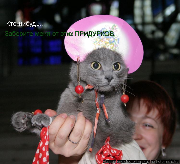 Котоматрица: Кто-нибудь.... Заберите меня от этих ПРИДУРКОВ....