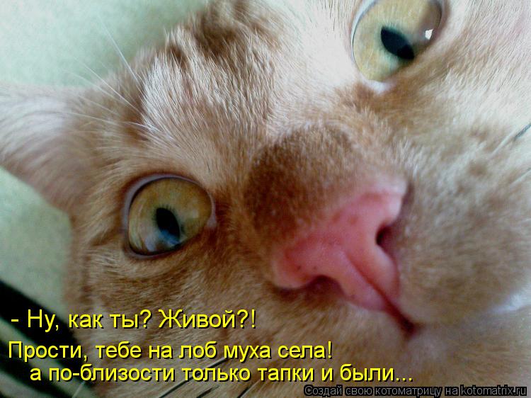 - Ну, как ты? Живой?! Прости, тебе на лоб муха села! а по-близости только тапки и были...... Котоматрица: - Ну, как ты? Живой?! Прости, тебе на лоб муха села! а по-близости только тапки и были...