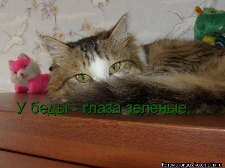 Котоматрица: У беды - глаза зеленые...