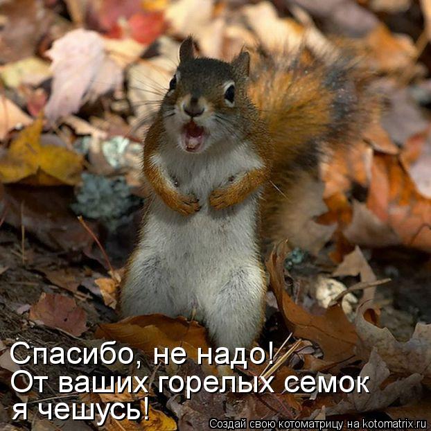 Котоматрица: Спасибо, не надо! От ваших горелых семок я чешусь!