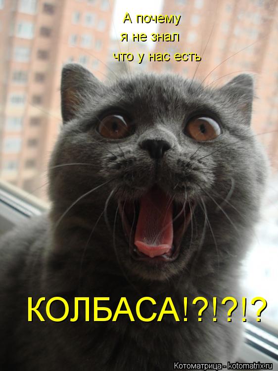 А почему я не знал что у нас есть КОЛБАСА!?!?!?... Котоматрица: А почему я не знал что у нас есть КОЛБАСА!?!?!?