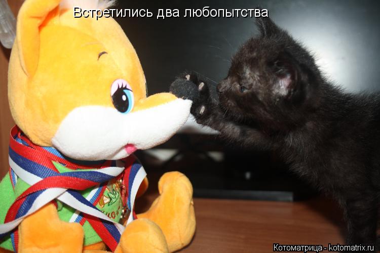 Встретились два любопытства... Котоматрица: Встретились два любопытства