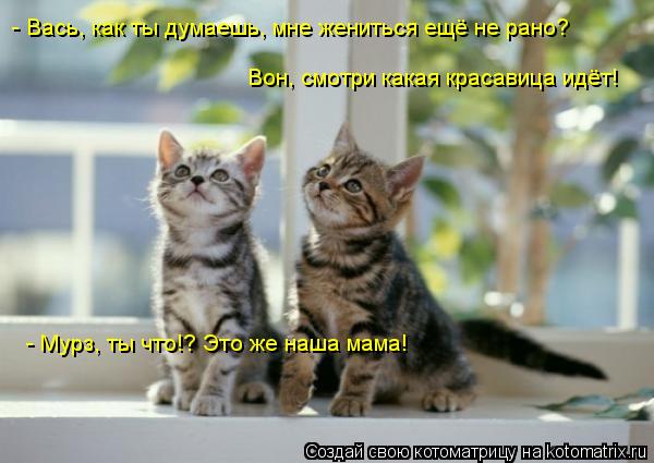 - Вась, как ты думаешь, мне жениться ещё не рано? Вон, смотри какая красавица идёт! - Мурз, ты что!? ... Котоматрица: - Вась, как ты думаешь, мне жениться ещё не рано? Вон, смотри какая красавица идёт! - Мурз, ты что!? Это же наша мама!