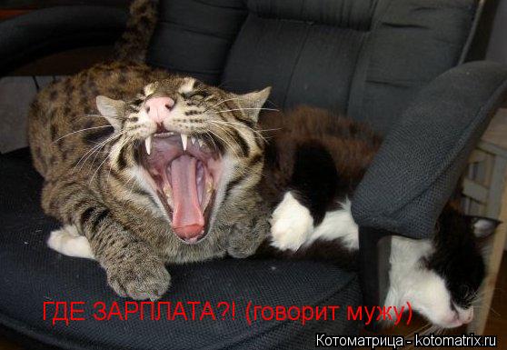 Котоматрица: ГДЕ ЗАРПЛАТА?! (говорит мужу)