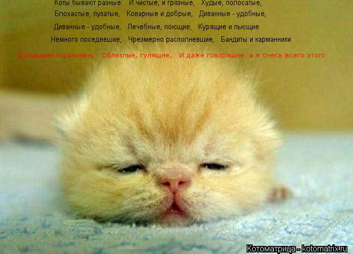 Коты бывают разные: И чистые, и грязные, Худые, полосатые, Блохастые, пузатые, Коварные и добр... Котоматрица: Коты бывают разные: И чистые, и грязные, Худые, полосатые, Блохастые, пузатые, Коварные и добрые, Диванные - удобные, Диванные - удобные,