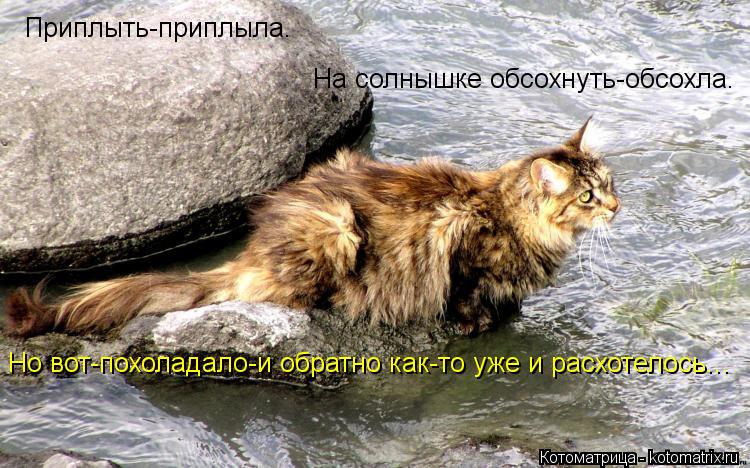 Котоматрица: Приплыть-приплыла. На солнышке обсохнуть-обсохла. Но вот-похоладало-и обратно как-то уже и расхотелось...
