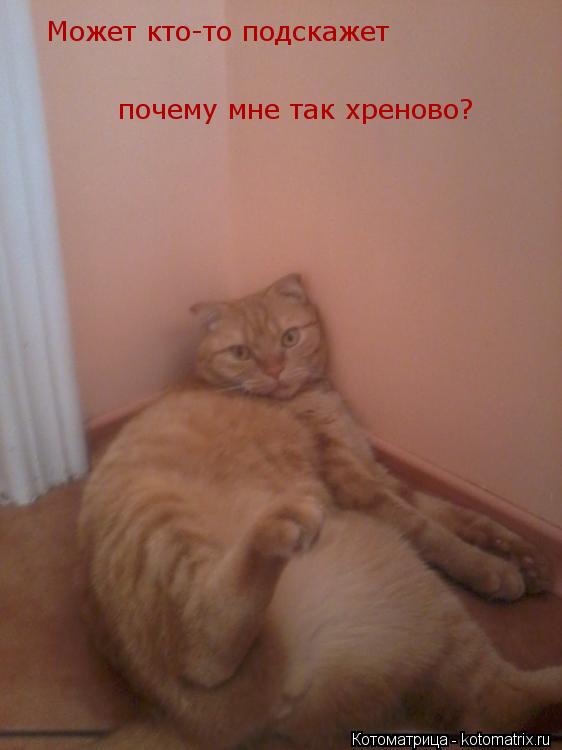 Котоматрица: Может кто-то подскажет почему мне так хреново?