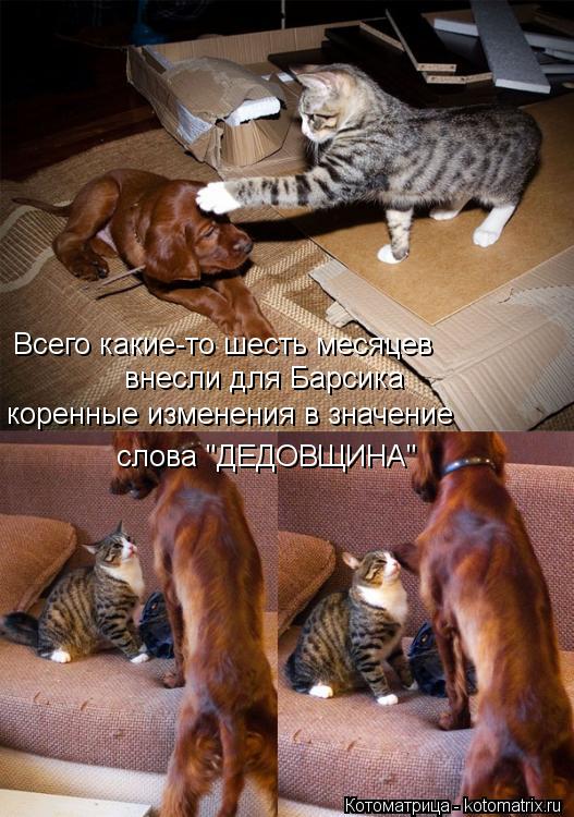 Котоматрица: Всего какие-то шесть месяцев  внесли для Барсика коренные изменения в значение слова "ДЕДОВЩИНА"
