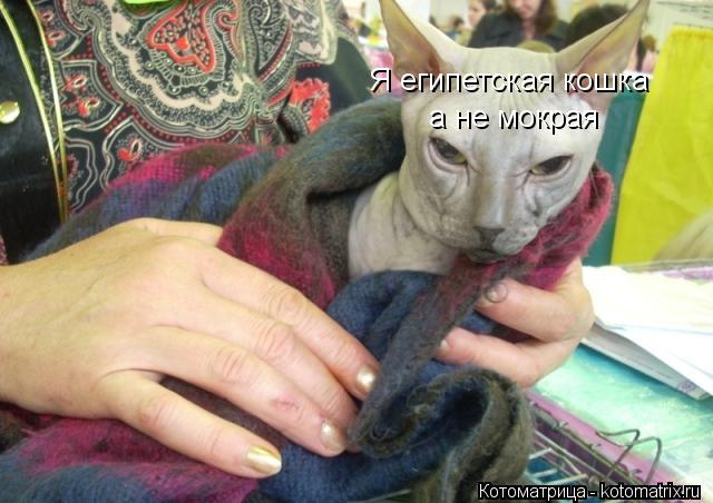 Котоматрица: Я египетская кошка а не мокрая