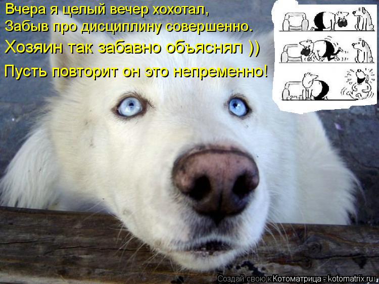 Котоматрица: Вчера я целый вечер хохотал,  Забыв про дисциплину совершенно.  Хозяин так забавно объяснял ))  Пусть повторит он это непременно!