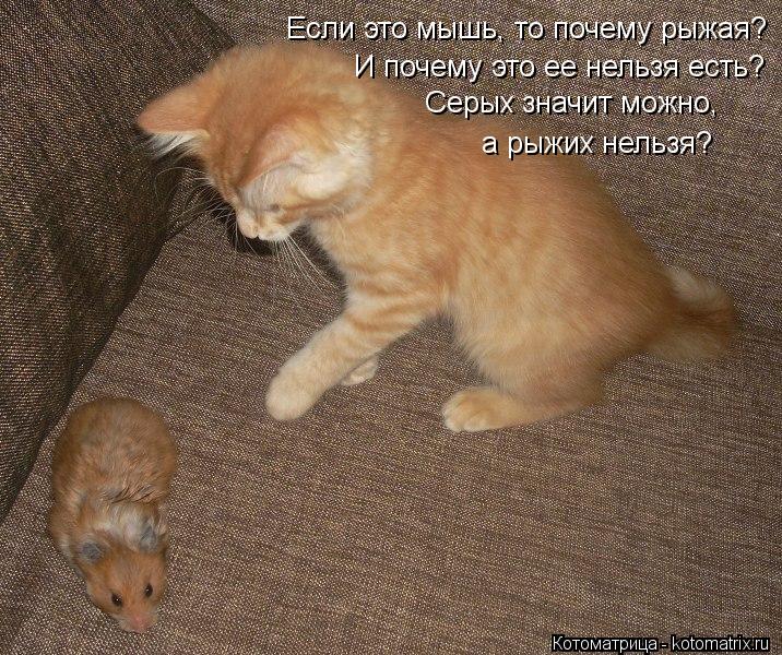 Если это мышь, то почему рыжая? И почему это ее нельзя есть? Серых значит можно, а рыжих нельзя?... Котоматрица: Если это мышь, то почему рыжая? И почему это ее нельзя есть? Серых значит можно, а рыжих нельзя?