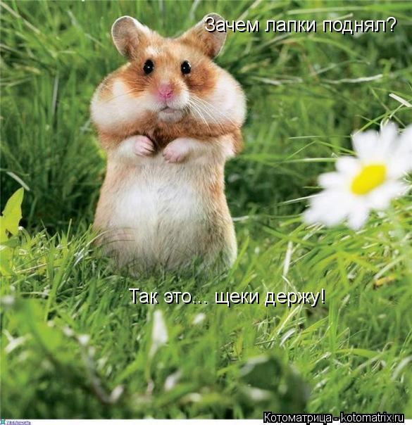 Котоматрица: Зачем лапки поднял? Так это... щеки держу!