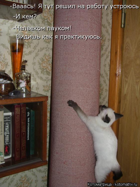 Котоматрица: -Вааась! Я тут решил на работу устроюсь  -И кем?  -Челвеком пауком! Видишь как я практикуюсь.