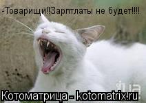 Котоматрица: -Товарищи!!Зарптлаты не будет!!!!