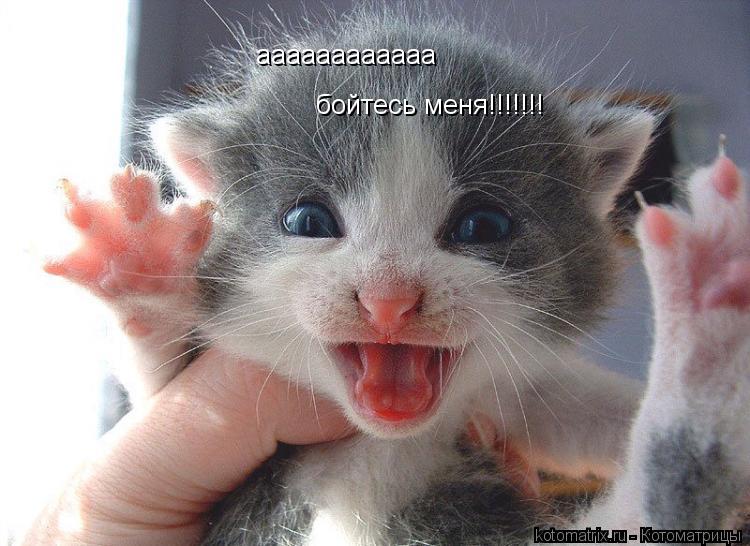 аааааааааааа бойтесь меня!!!!!!!... Котоматрица: аааааааааааа бойтесь меня!!!!!!!