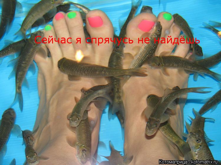 Сейчас я спрячусь не найдёшь... Котоматрица: Сейчас я спрячусь не найдёшь