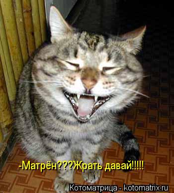 Котоматрица: -Матрён???Жрать давай!!!!!