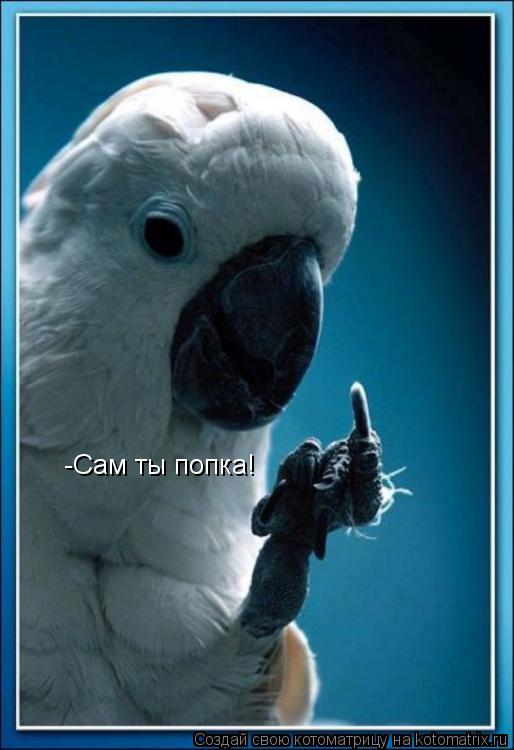 Котоматрица: -Сам ты попка!