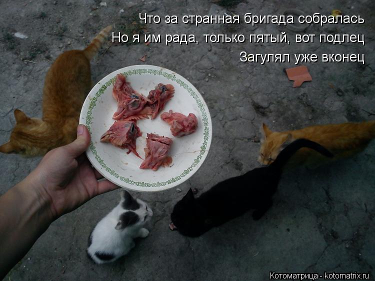 Что за странная бригада собралась Но я им рада, только пятый, вот подлец Загулял уже вконец... Котоматрица: Что за странная бригада собралась Но я им рада, только пятый, вот подлец Загулял уже вконец